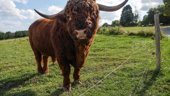 Blog - Bull Riding in Nashville: Where Music Meets Rodeo Excitement