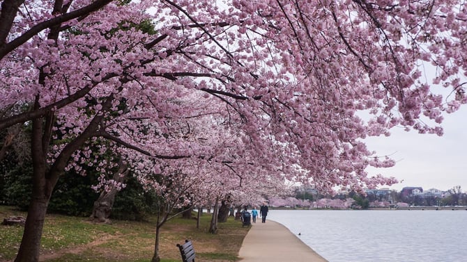 Blog - Nashville Cherry Blossom Festival 2026: Where to Stay Near the Blooms